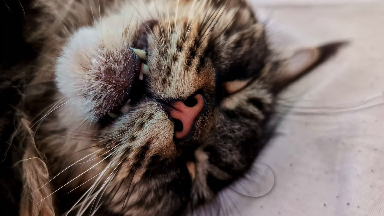 Funny and cute face of a sleeping long-haired Maine Coon cat, showing its pink nose, whiskers, and teeth as it dreams in a state of deep relaxation - extreme close-up macro