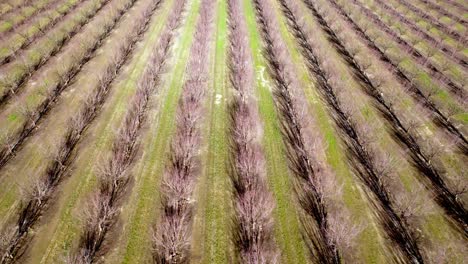 rows of almond trees near modesto california