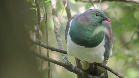 distinctively-colored pigeon endemic to new zealand - kereru wood pigeon