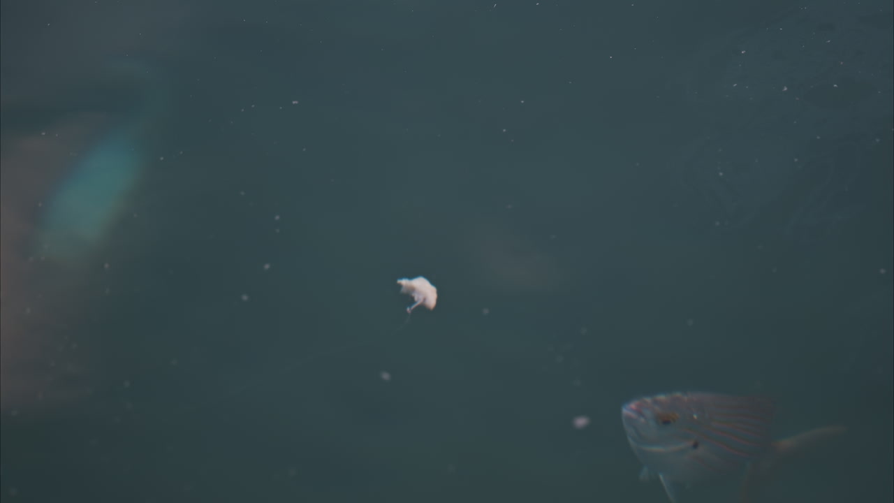 Close up of fish swimming under the water and trying to eat a piece of food