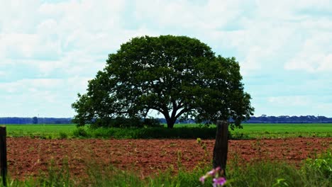 Isolated tree in a field deforested from the Brazilian savana to plant soybeans
