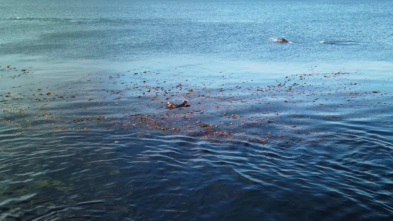 캘리포니아 몬테레이에서 해달과 함께 바다에서 노는 바다사자의 클로즈업 짐벌 샷