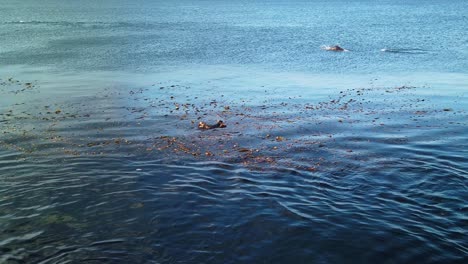close-up gimbal shot of a sea lion playing in the ocean with sea otters in monterey, california