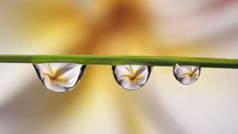 dew drops under grass, rack focus to flower reflection