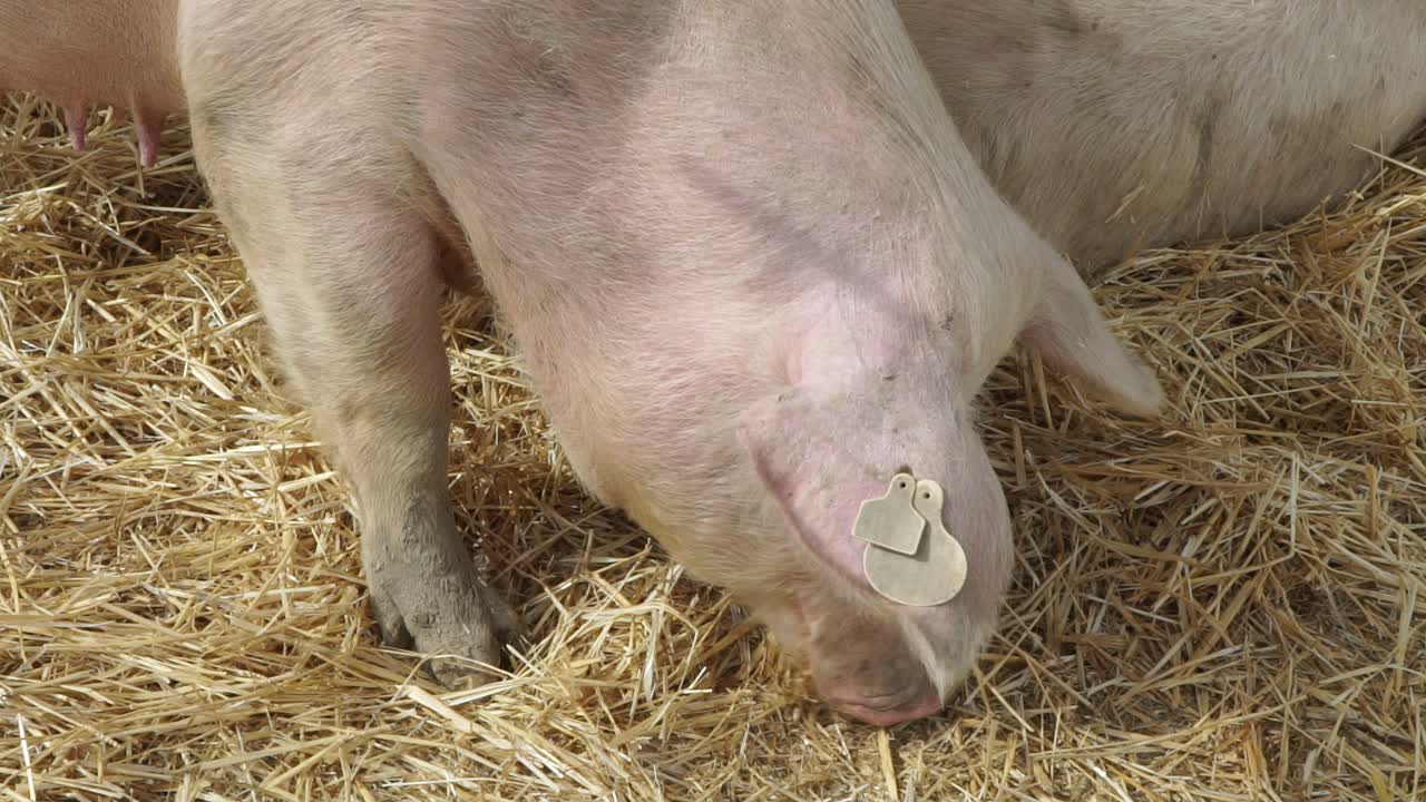 White pig standing in farm and eating food in daytime
