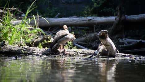 Zwei-Große-Enten-Sitzen-An-Einem-Heißen-Sommertag-Am-Flussufer-Zwischen-Treibholz-Und-Schilfpflanzen