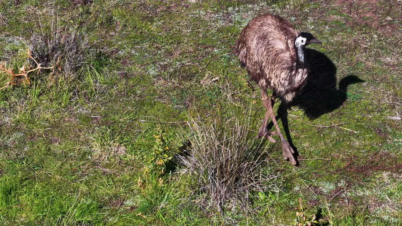 An emu moves across sunlit grassland in Warrumbungle National Park, captured by a drone in a steady overhead shot with natural lighting