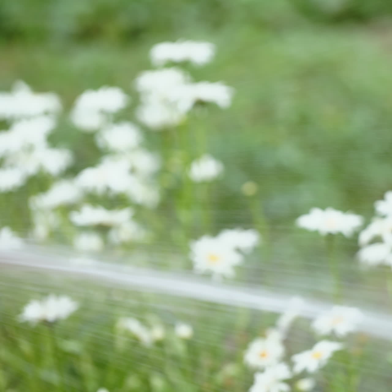 Woman is pouring chamomiles by hose outdoors. Gardener hand with water hose watering flowers in garden yard. Handheld close-up shot.