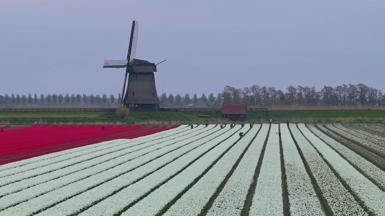 Mulino a vento olandese che si erge su campi di tulipani colorati