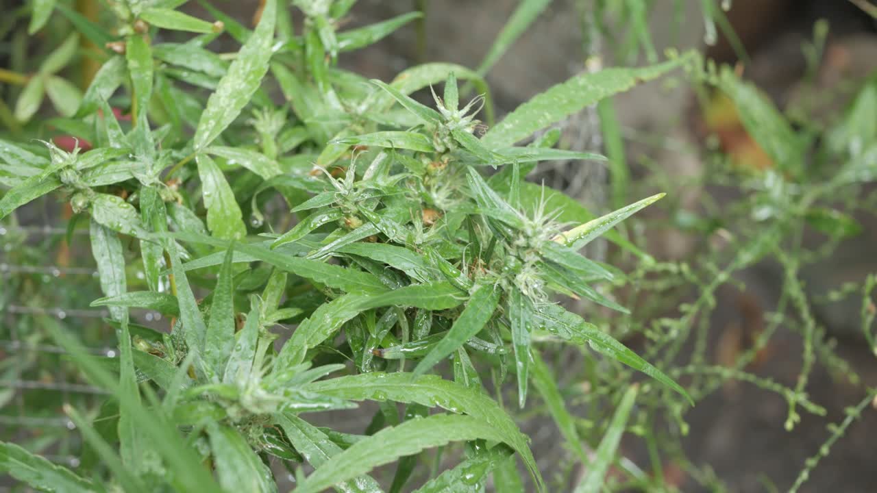 planta de brotes de cáñamo