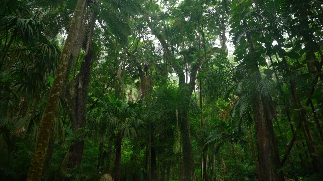 Vidéo de plantes incroyables d'un jardin botanique à Victoria sur l'île de Mahé aux Seychelles.