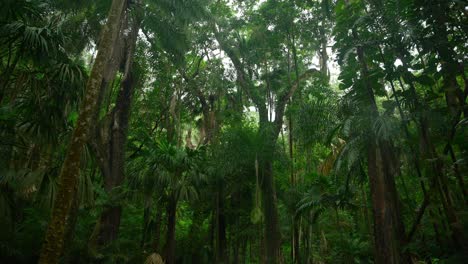 Video-of-incredible-plants-from-a-botanical-garden-in-Victoria-on-Mahe-island-in-Seychelles