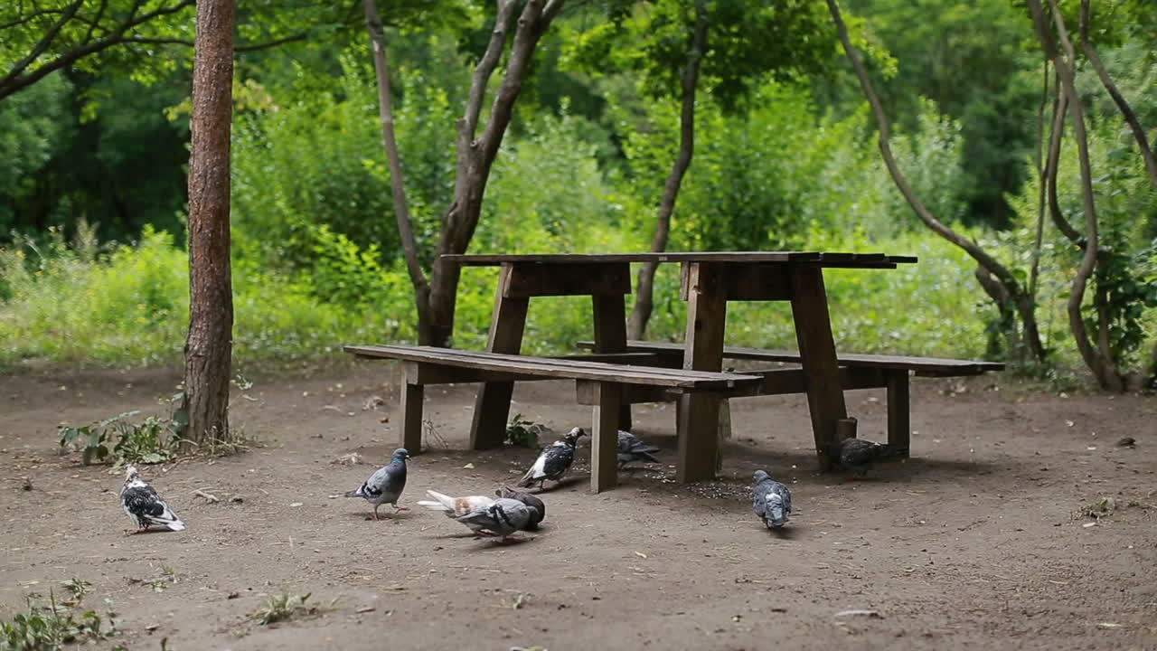 Flock of pigeons sitting and flying in nature park