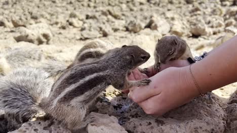 close-up shot of a person's hands feeding a group of hungry barbary ground squirrels (chipmunks) on rocky ground in fuerteventura, canary islands, spain