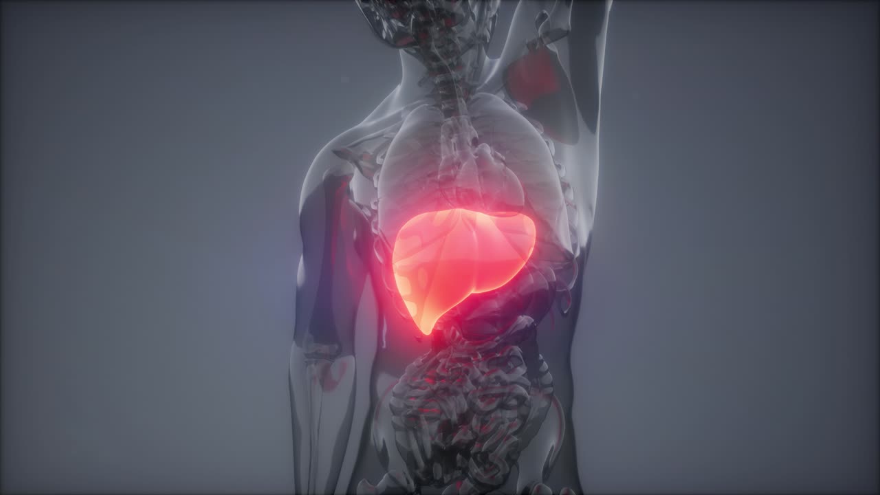 Esame radiologico del fegato umano