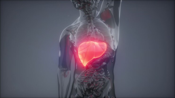 Human Liver Radiology Exam