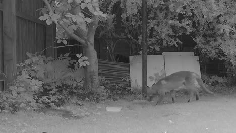 imagen infrarroja de un zorro urbano buscando comida y luego huyendo