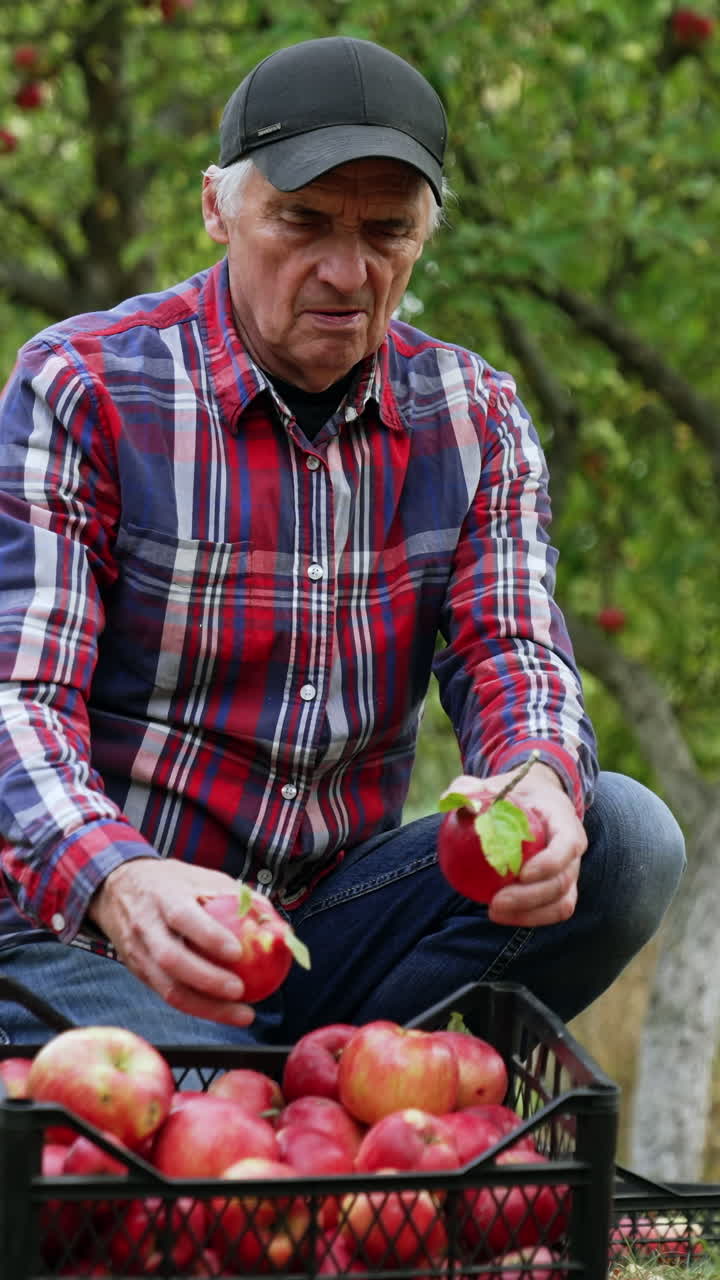 Male farmer wearing a checkered shirt and cap sits squatted near the box of apples. Man sorts the fruit after picking. Vertical video