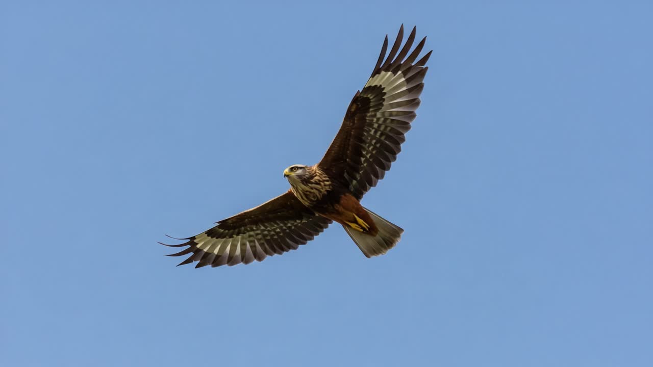Majestic Hawk Soaring Gracefully Against a Clear Sky, Capturing the Essence of Freedom and Natural Beauty in Flight