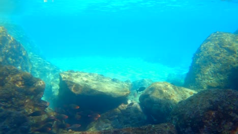 Snorkelling--passing-group-of-parrot-fishes-near-rocks-and-corals,-Mahe-Seychelles