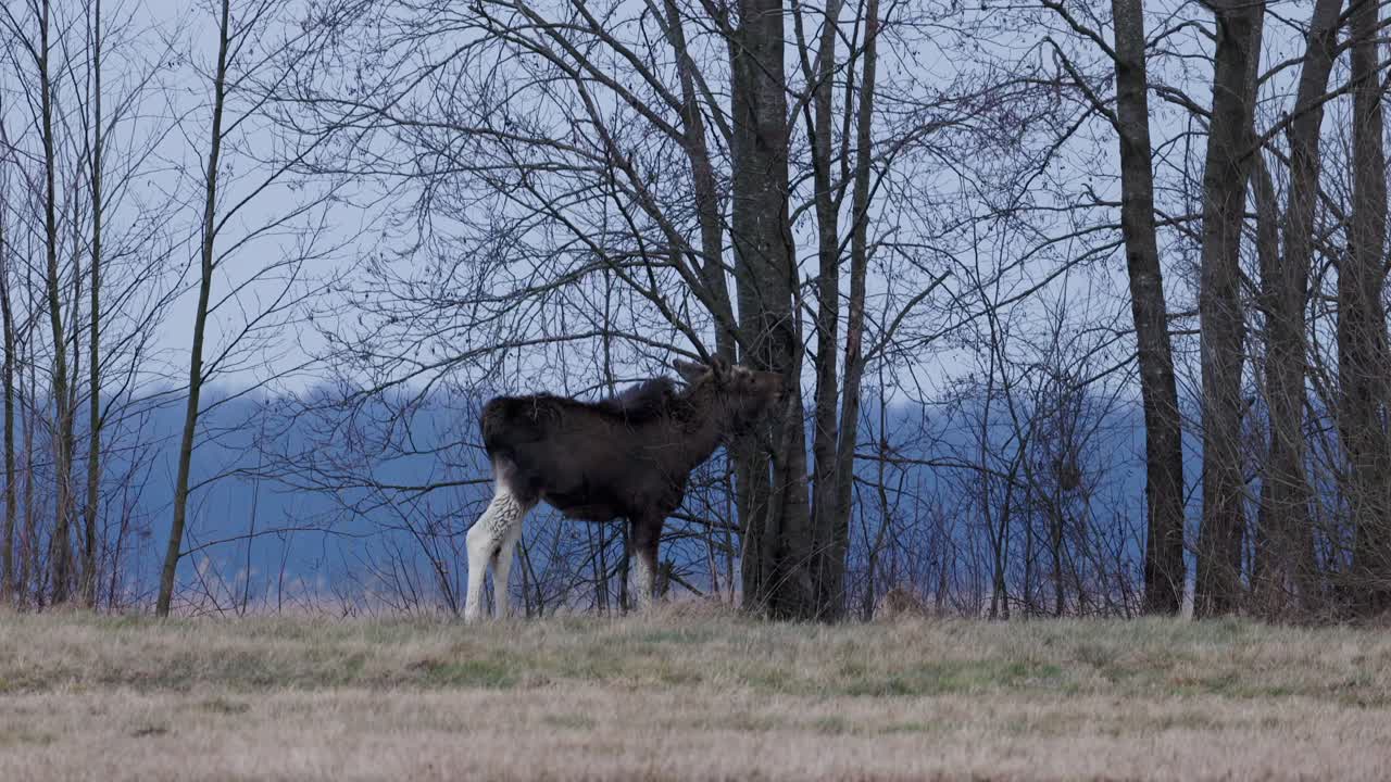 A baby moose nibbles on tree branches