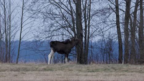 A-baby-moose-nibbles-on-tree-branches