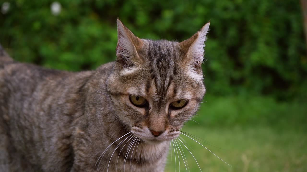 gato curioso mirando alrededor en el jardín de hierba