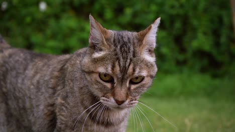 curious cat looking around in the grassy garden