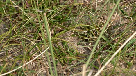 a macro shot of ants (formicidae) slowly making their way across the sandy beach ground in sweden, their tiny legs moving deliberately over fine grains of sand and scattered blades of grass.