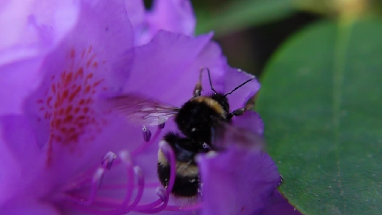 Bumblebee Lifting Off after Pollinating Purple Rhododendron