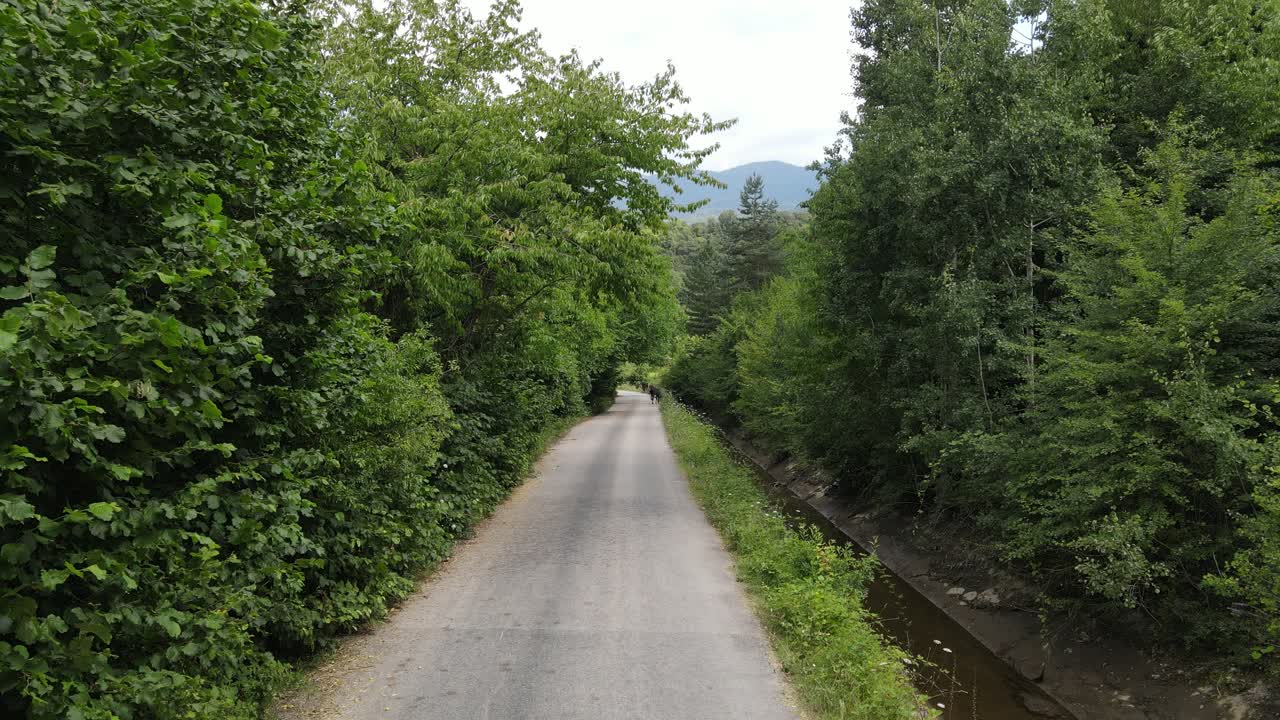 아스팔트 도로 나무 양쪽