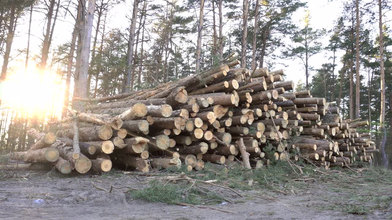 Big pile of timber logs in the forest against the backdrop of a sunset, harvesting timber for export, industry