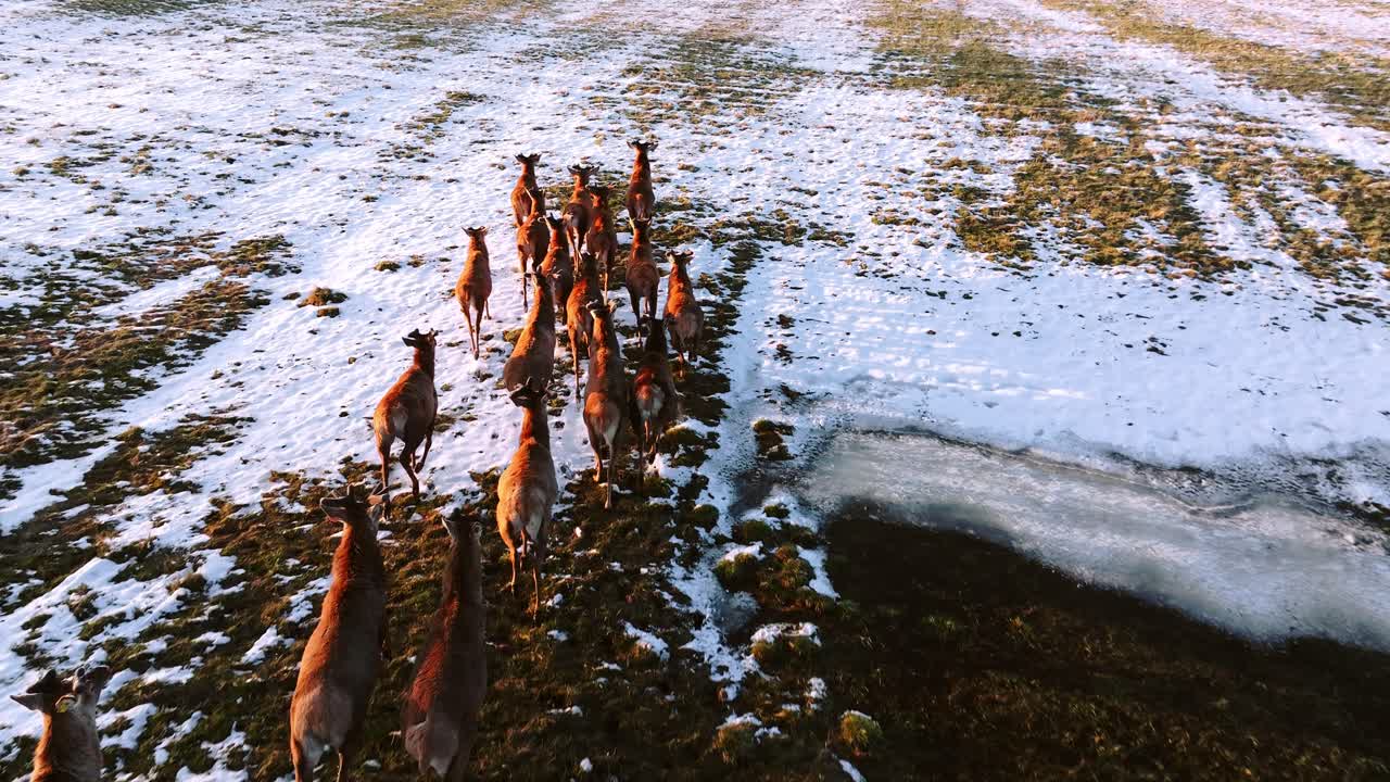 Cinematic droneoptagelse af en hjorteflok, der løber gennem et sneklædt felt i sollys