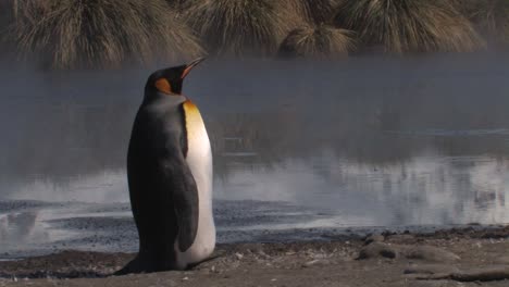 Kaiserpinguine-Gehen-Am-Strand-Spazieren