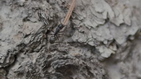 SLOW-MOTION---Ant-Carrying-a-Leaf