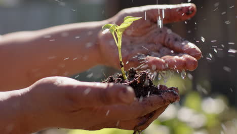 Midsection-of-senior-biracial-woman-holding-seedling-in-sunny-garden,-slow-motion