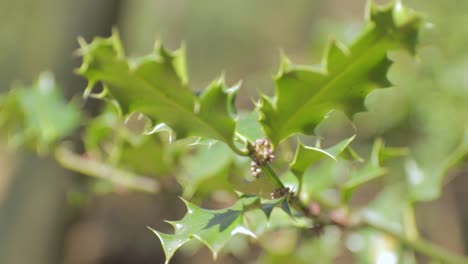 a short closeup clip of some young raised maple leaves