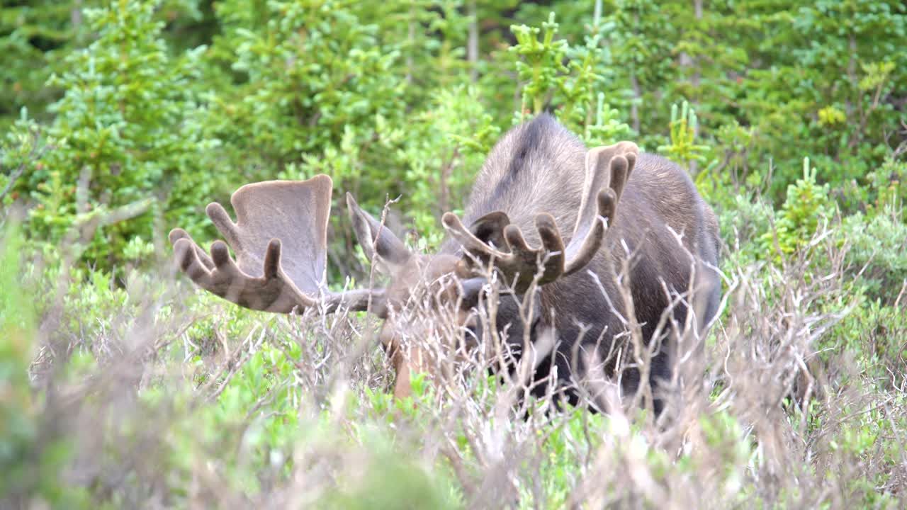 록키 산맥의 숲에서 방목하는 사슴의 근접 촬영 보기