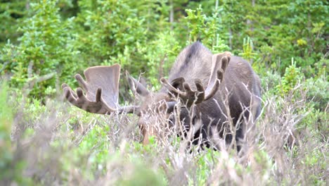 Closeup-view-of-moose-grazing-in-the-forests-of-Rocky-Mountains