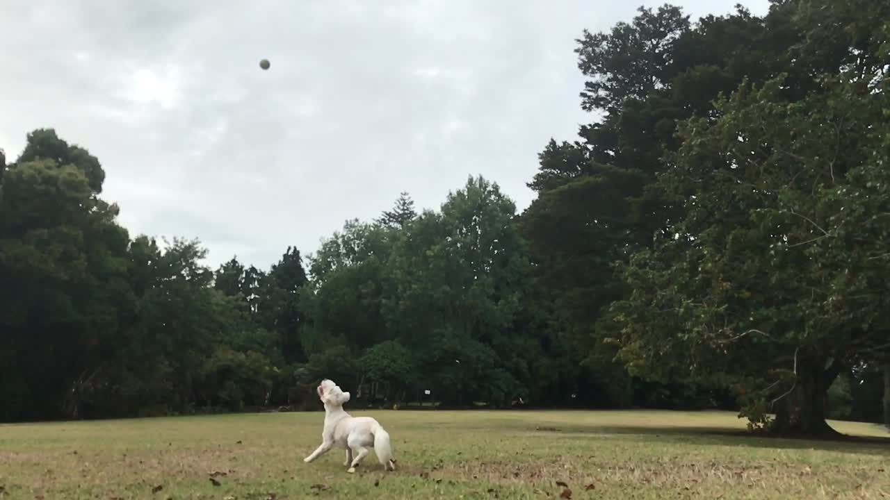 Slow motion capture of a white furry labradoodle puppy jumping up and trying to catch a ball at the green grassy park in Auckland New Zealand