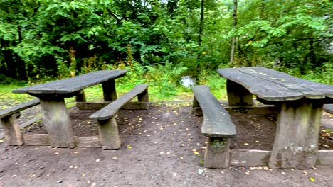 empty benches surrounded by lush green forest