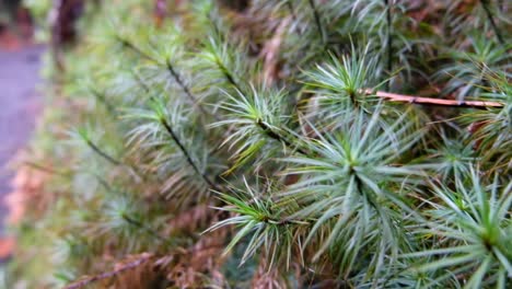 Close-up-of-spiky-green-plants,-NZ-fauna,-on-a-hiking-trail-in-the-wilderness-forest,-rainforest,-bush-of-New-Zealand-Aotearoa