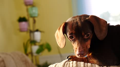 little dachshund relaxing on sofa