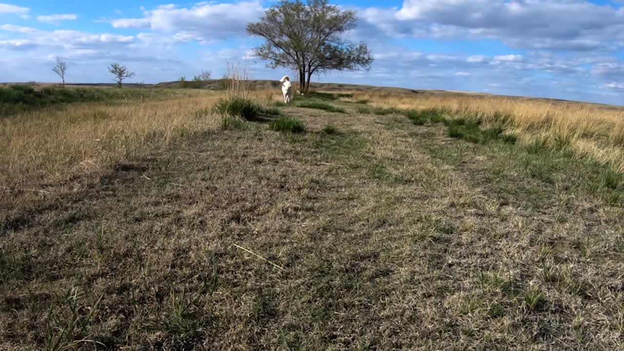 un perro husky blanco corriendo por un sendero en medio de un campo en un día nublado y soleado
