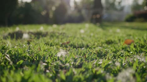 Close-up-view-of-the-grass