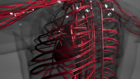 medically accurate animation of heart with vains and arteries