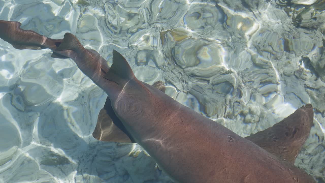 Close up split level view of a pig swimming in clear turquoise tropical water near the surface
