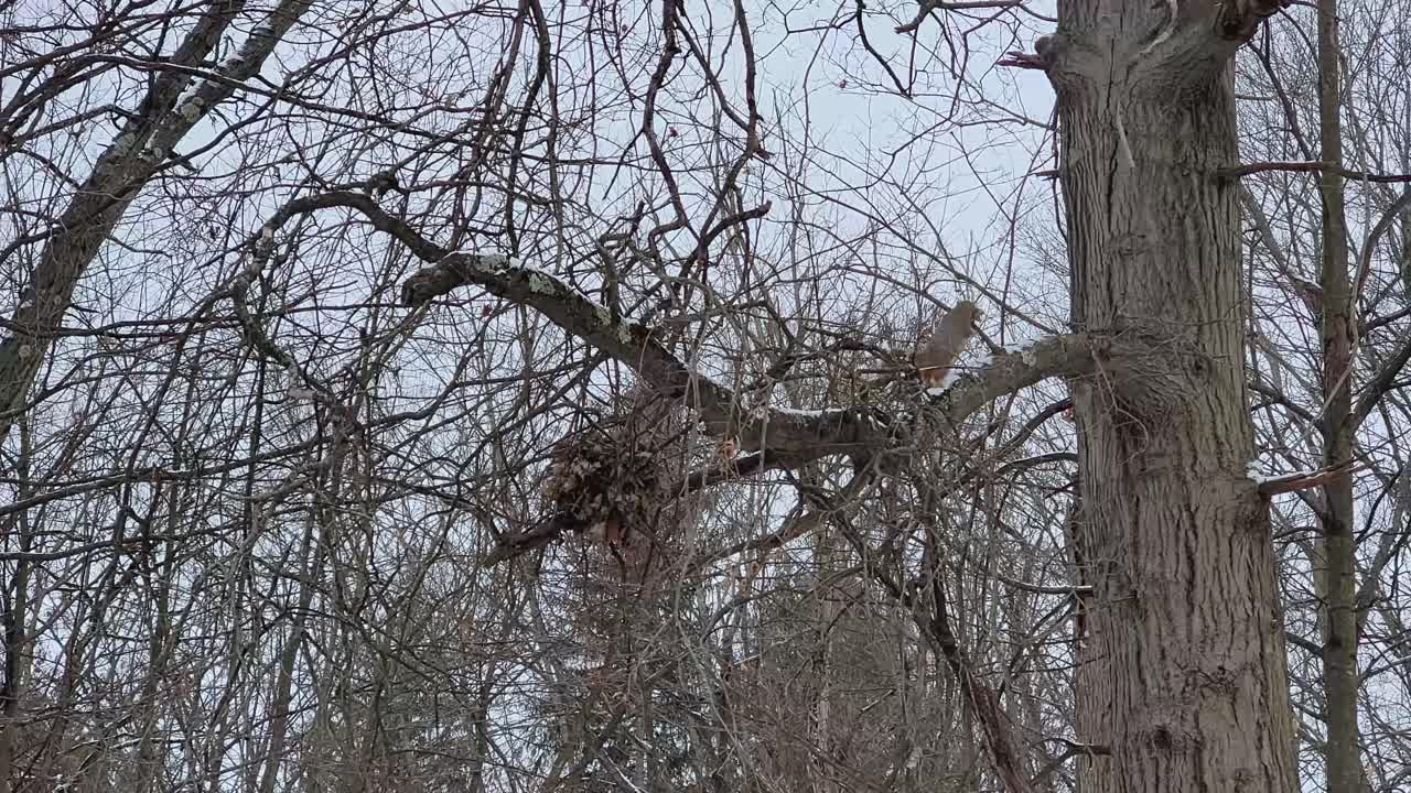 Squirrel and Nest in Winter Tree