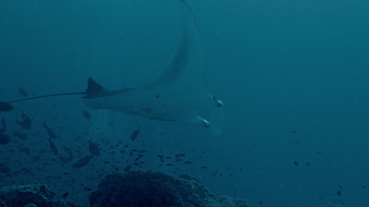 Experience the awe-inspiring sight of giant manta rays gliding gracefully over a bustling cleaning station in Rasdhoo Atoll, Maldives.