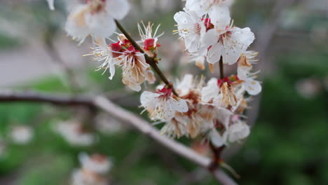 Spring-cherry-branch-spinning-in-sunny-weather.-White-cherry-tree-blooming